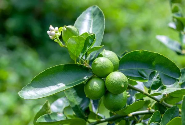 Limón persa madurando en el árbol