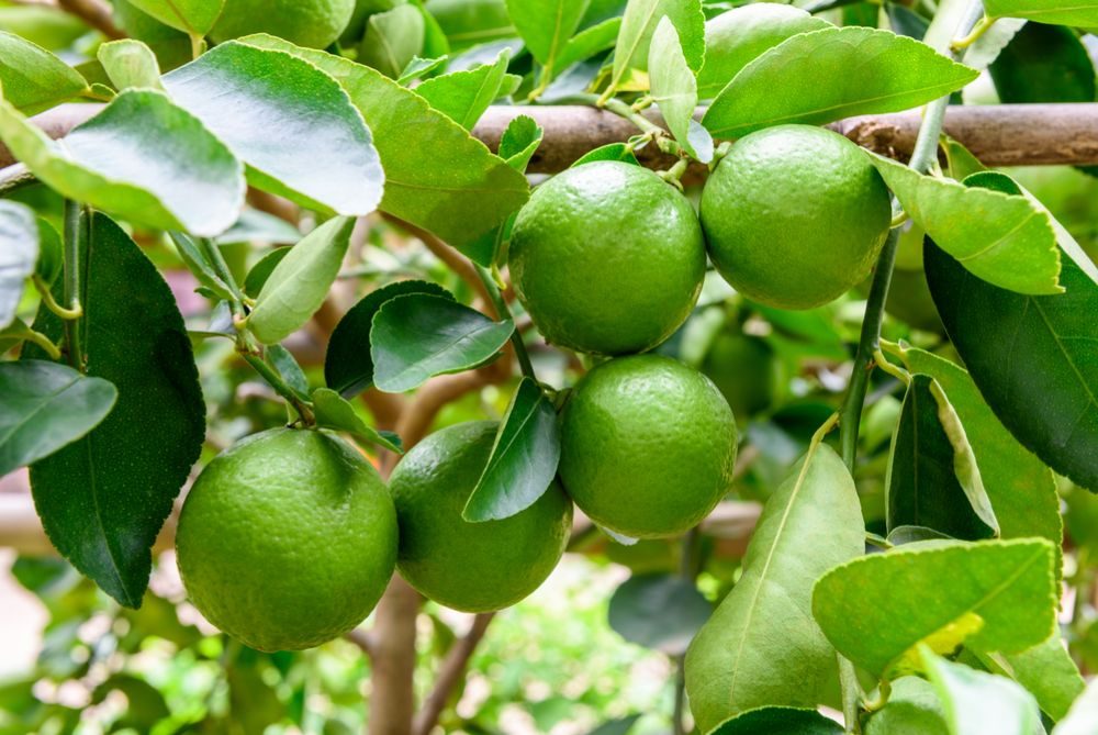 Racimo de limones persa en el árbol